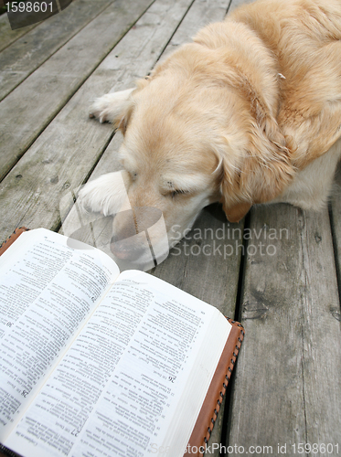 Image of dog reading