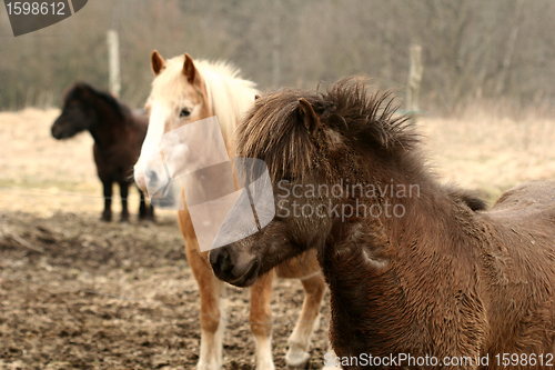 Image of danish horses