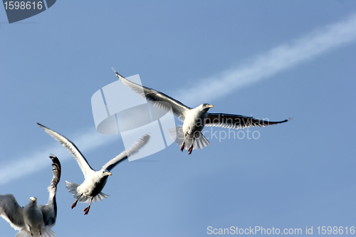 Image of bird seagull