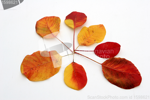 Image of autumn leaves