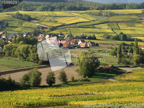 Image of alsacian vineyards