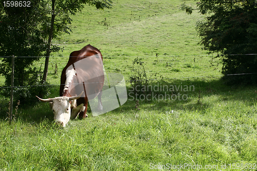 Image of Danish cows 