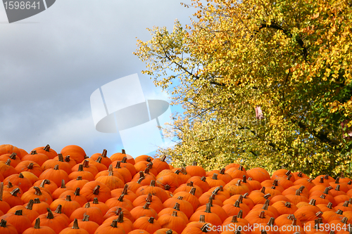 Image of Scenes of halloween with pumpkins