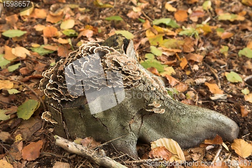 Image of MUSHROOM