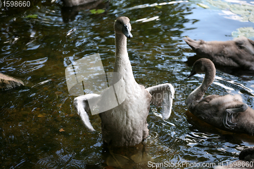 Image of swans