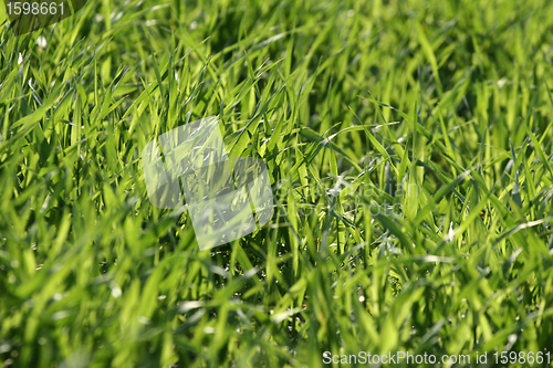 Image of grass