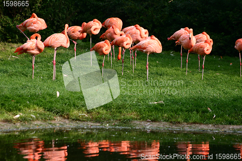 Image of Flamingo