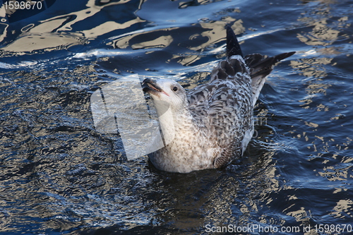 Image of  seagull