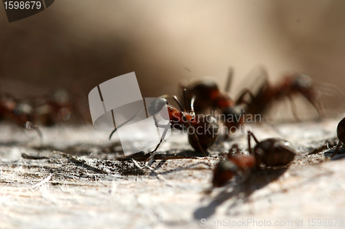 Image of ant