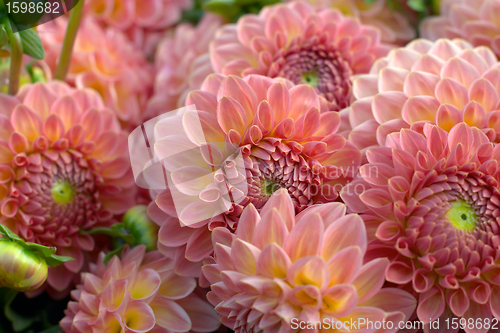 Image of flowers