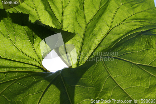 Image of green leaf