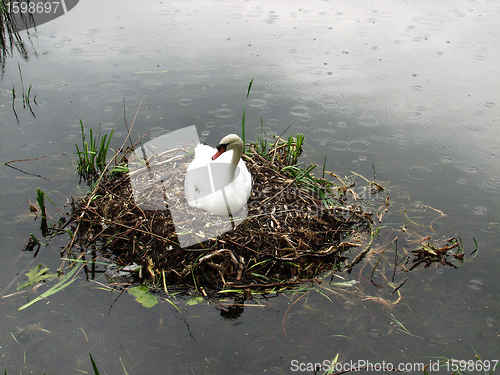 Image of swans