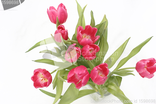 Image of tulips on snow