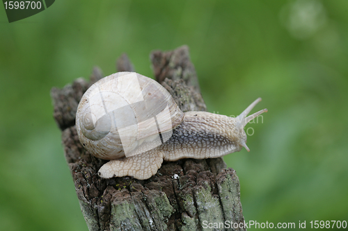 Image of Snail