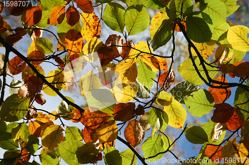 Image of  leaves