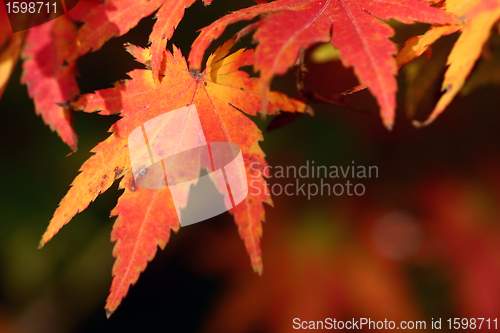 Image of danish landscape01