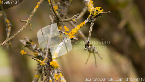 Image of Yellow parasitic fungus on twig