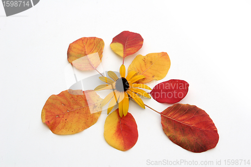 Image of autumn leaves