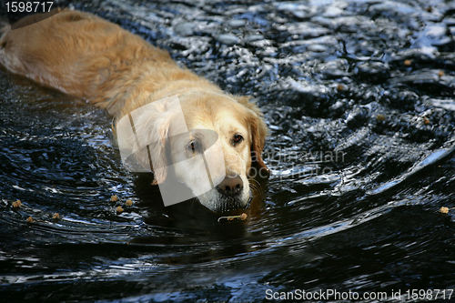 Image of dog in water