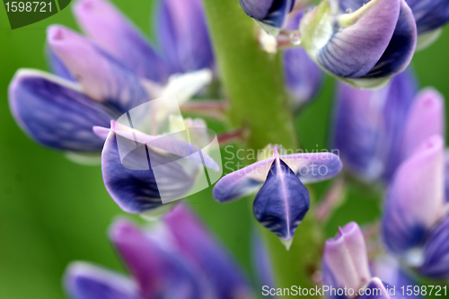 Image of lupin flower closeup