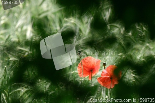 Image of poppies