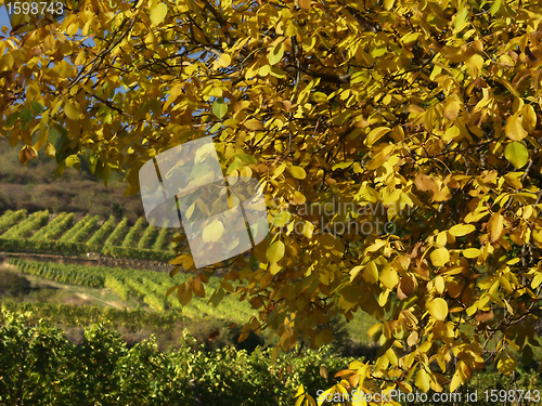 Image of alsacian vineyards