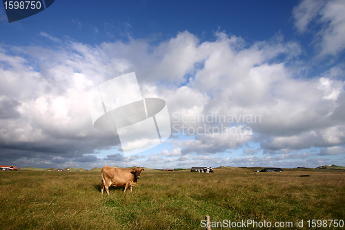 Image of cow in denmark