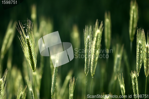 Image of rural denmark