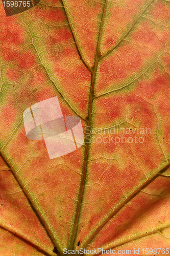 Image of danish landscape01