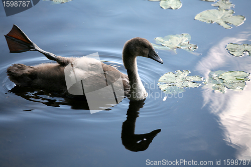 Image of swans