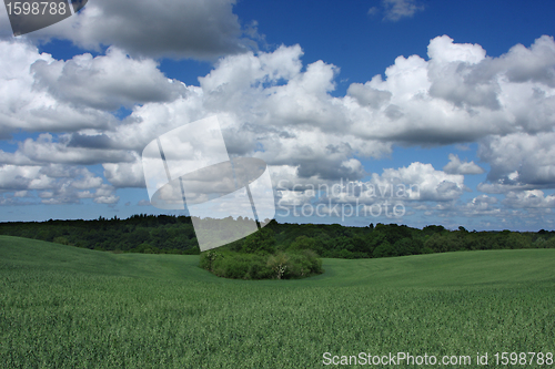 Image of corn fleld