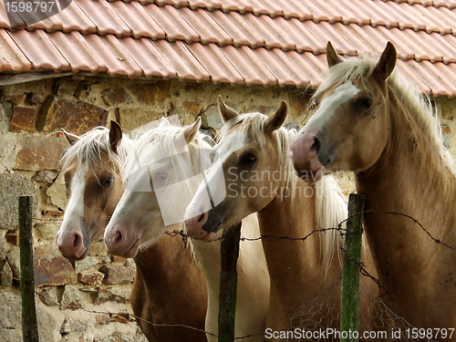 Image of four horses