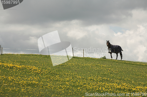 Image of danish horses