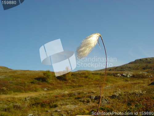 Image of cottongrass