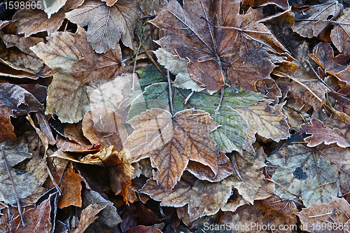 Image of winter leaves