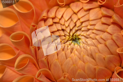 Image of flowers