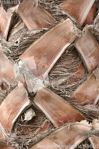 Image of bark