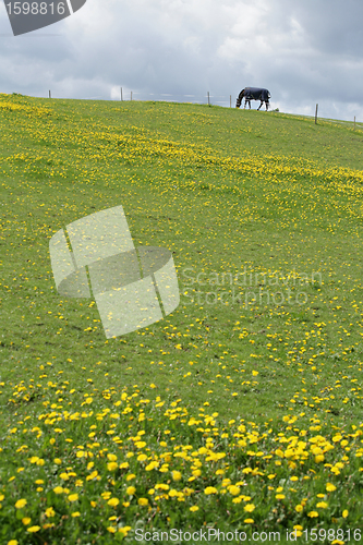 Image of danish horses