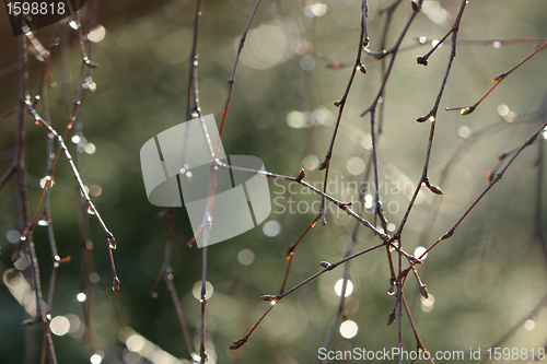 Image of autumn leaves
