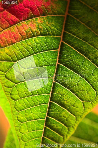 Image of  leaves