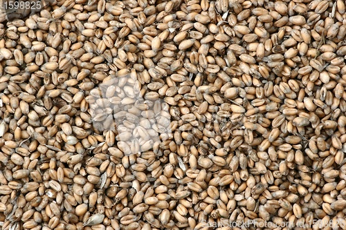 Image of corn fleld harvest