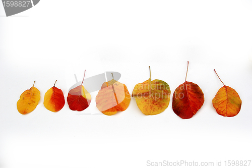 Image of autumn leaves