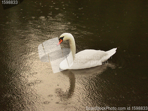 Image of castle swan