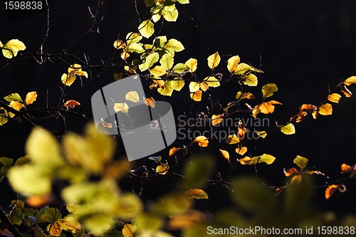 Image of autumn leaves