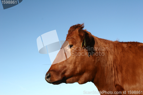 Image of danish cows 