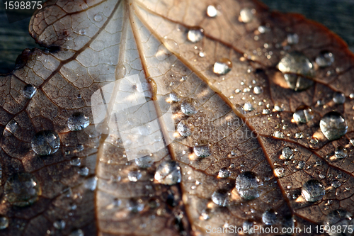 Image of wet leaf