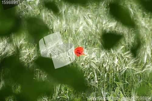 Image of poppies