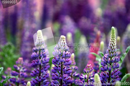 Image of lupin flower closeup