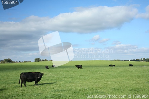 Image of danish cows 