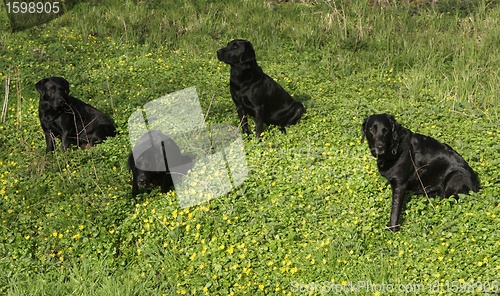 Image of Dogs